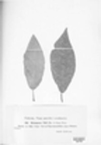 Thekopsora areolata image